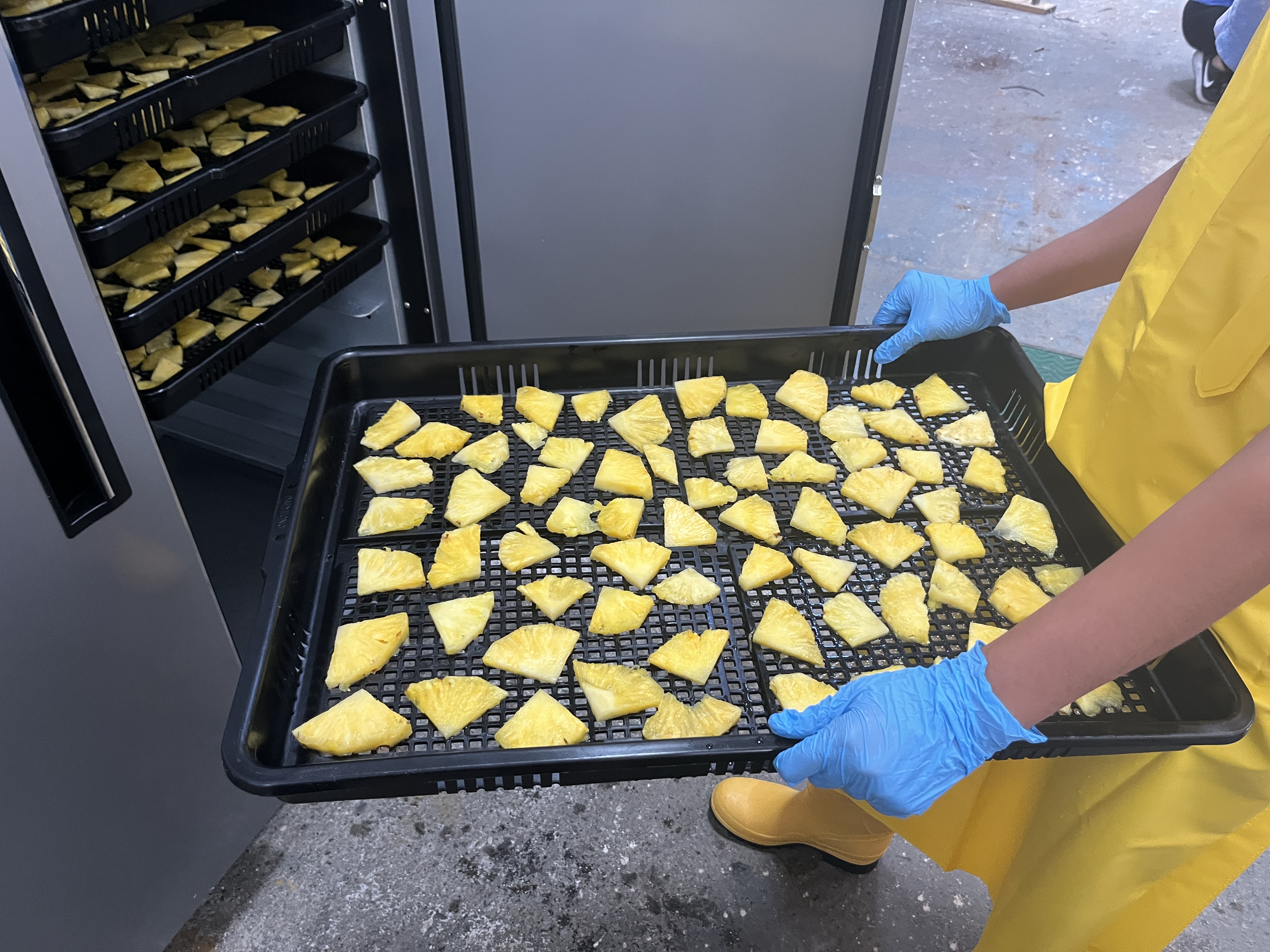 Fruta deshidratada Dorado División